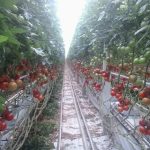 FB_IMG_1471066659720